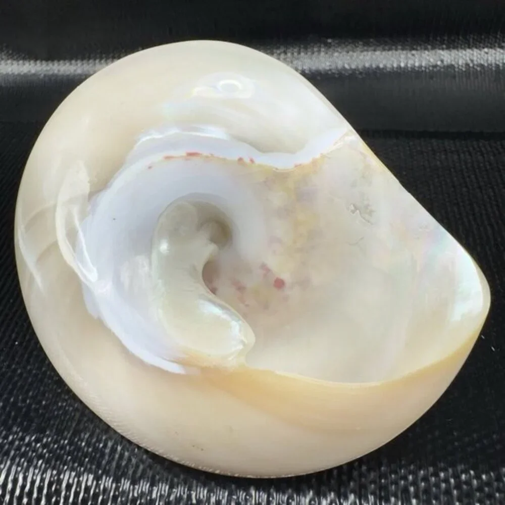 Natural Abalone Shell Iridescent Smooth Niloticus Trochus Pearl Sea Shell Decor‎
